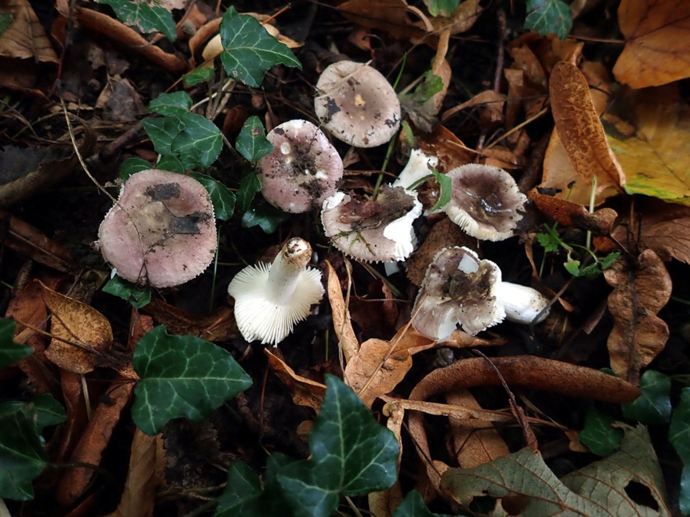 Photo © Penny Cullington Russula violacea by Penny Cullington